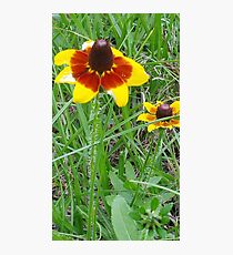 bold yellow flower Photographic Print