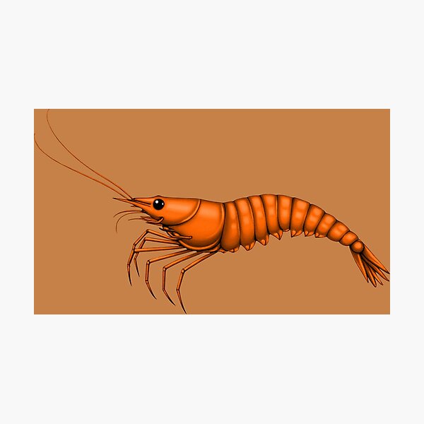 Item preview, SHRIMP (#C68148) designed and sold by Marlon Oseguera.