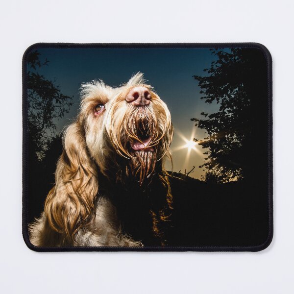 Item preview, Stargazing Spinone – White and Orange Italian Spinone at Night by heidiannemorris designed and sold by FOLK ART FUSION.