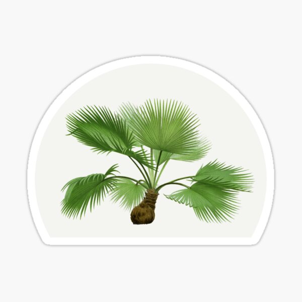 Item preview, palm designed and sold by Sebastian Bradford.