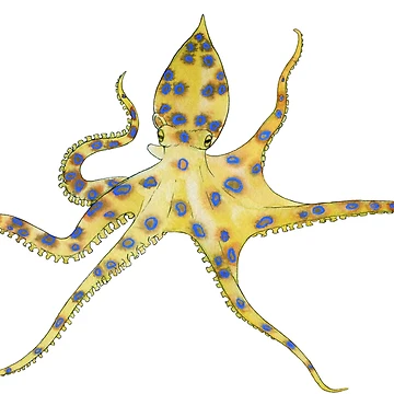 Artwork thumbnail, Blue Ringed Octopus by Seb Fowler