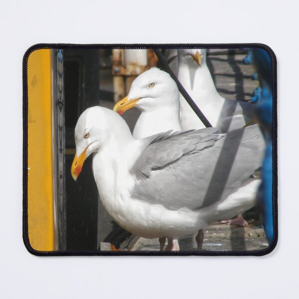 Item preview, Three Seagulls in Harbour designed and sold by jalfc46.