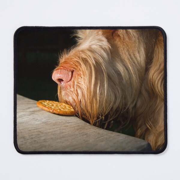 Item preview, Biscuit Thief – White and Orange Spinone Eyeing a Treat by heidiannemorris designed and sold by FOLK ART FUSION.
