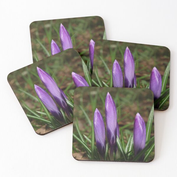 Item preview, PURPLE CROCUS FLOWERS A WELCOME SIGN OF SPRING designed and sold by Richard Brookes Photography.