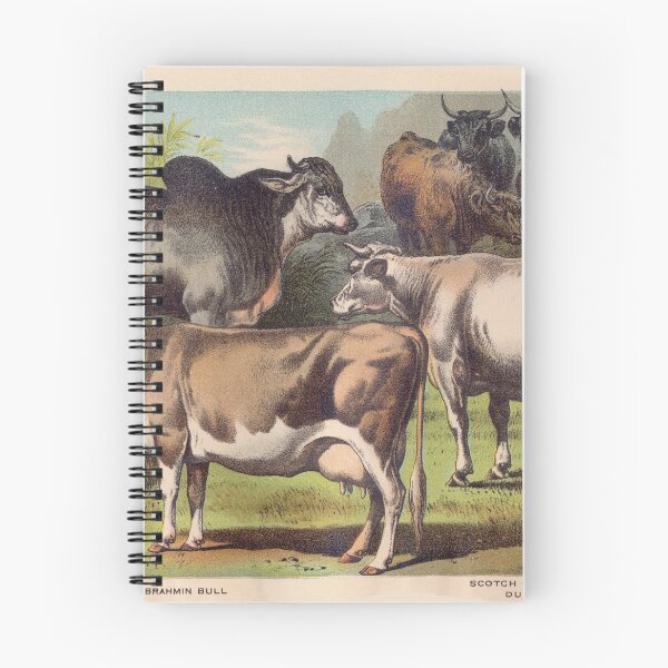 Item preview, Zebu Cow vintage illustration of Cattle designed and sold by Vintage Designs +.