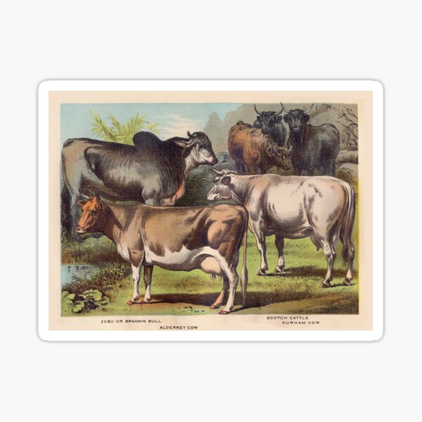 Item preview, Zebu Cow vintage illustration of Cattle  designed and sold by Vintage Designs +.