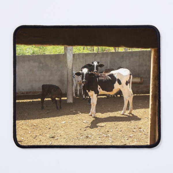 Item preview, some calves on the farm designed and sold by felipequeiroz.