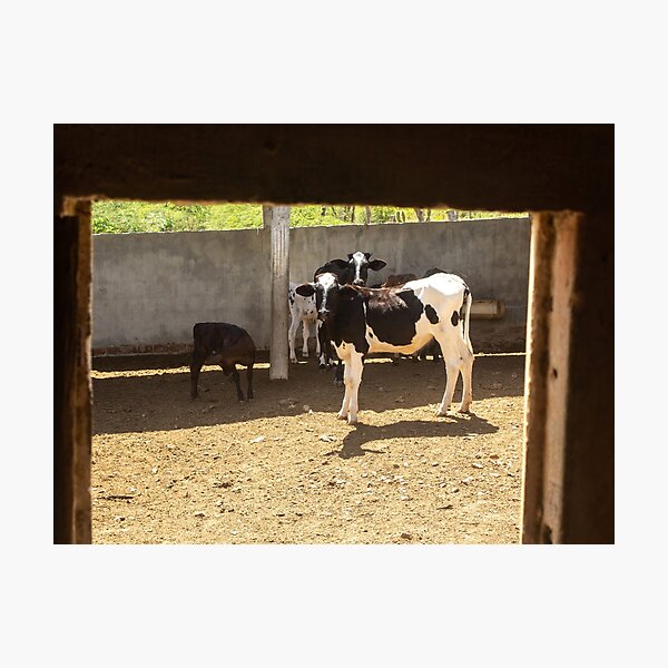 Item preview, some calves on the farm designed and sold by felipequeiroz.