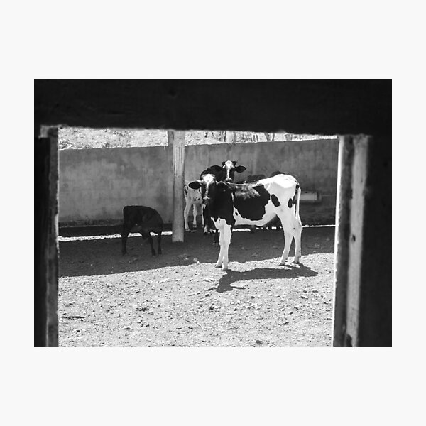 Item preview, some calves on the farm 2 designed and sold by felipequeiroz.