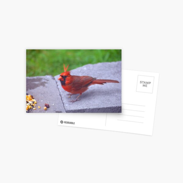 What's So Funny? Postcard