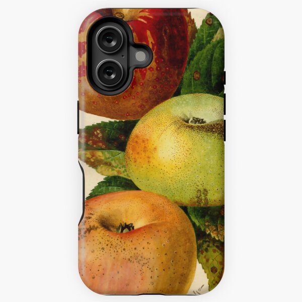 Vintage Malus domestica Print from USDA Pomological Watercolors iPhone Tough Case