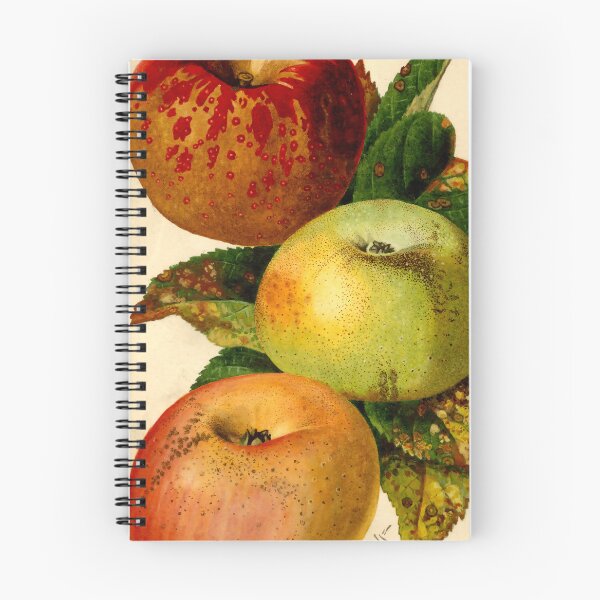 Item preview, Vintage Malus domestica Print from USDA Pomological Watercolors designed and sold by Douglas E. Welch Design and Photography.