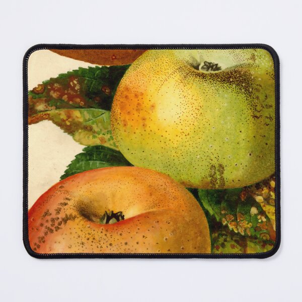 Item preview, Vintage Malus domestica Print from USDA Pomological Watercolors designed and sold by Douglas E. Welch Design and Photography.