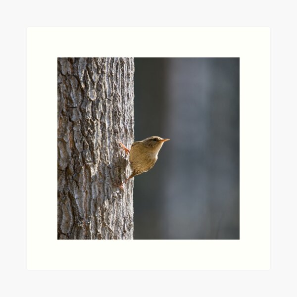 Item preview, Hanging from the pine. Eurasian wren designed and sold by Jouko Lehto Photography.