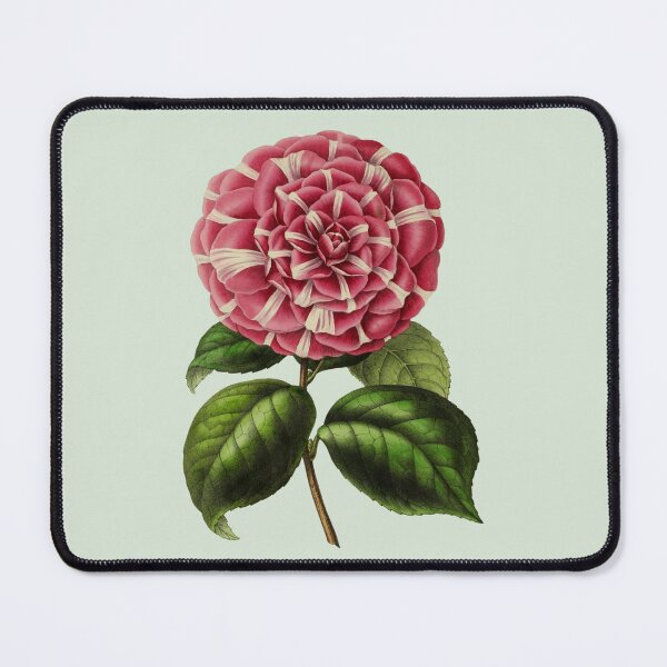 Item preview, Pink and White Camellia Japonica Flower designed and sold by IrisAndIvy.