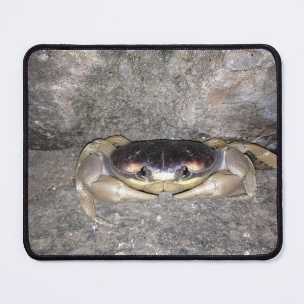 Item preview, Crab eyes designed and sold by RDLT.