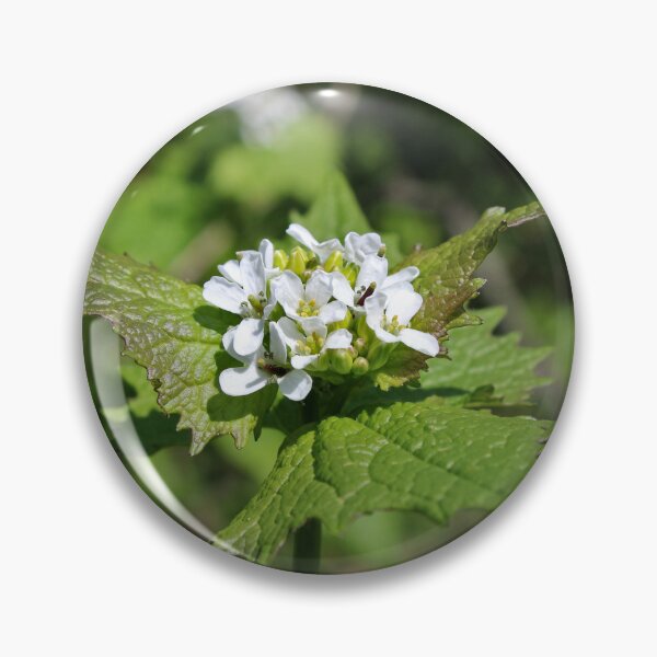 Item preview, Alliaria petiolata designed and sold by McFleur's Lens.