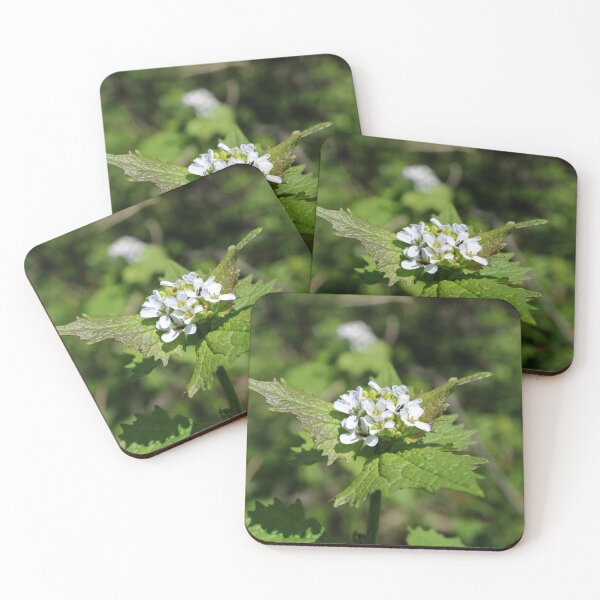 Item preview, Alliaria petiolata designed and sold by McFleur's Lens.