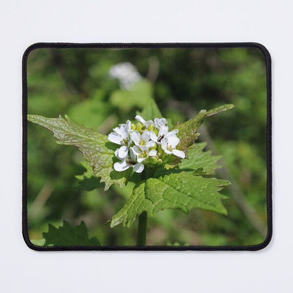 Item preview, Alliaria petiolata designed and sold by McFleur's Lens.