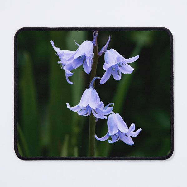 Item preview, Bluebell Macro designed and sold by Tom McPherson Photography.