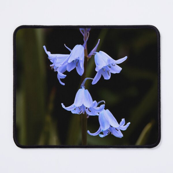 Item preview, Bluebell Macro designed and sold by Tom McPherson Photography.