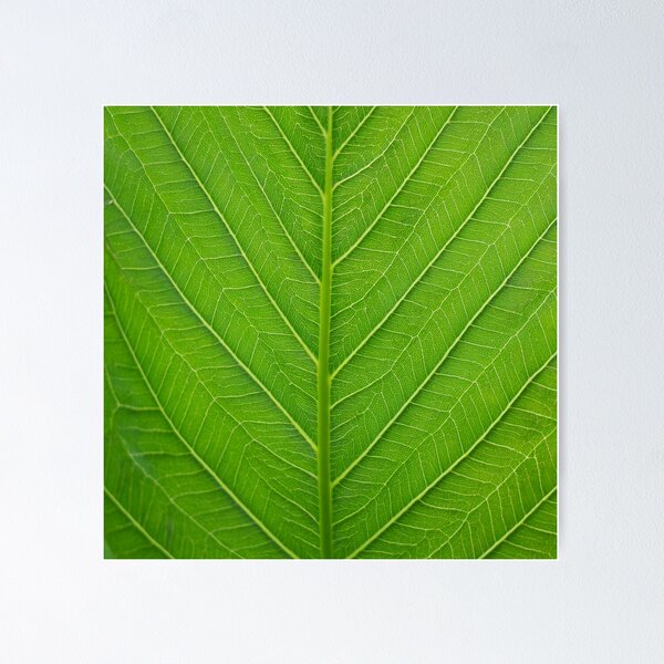 Item preview, Fresh Green Leaf Close Up designed and sold by Green-Anchor.