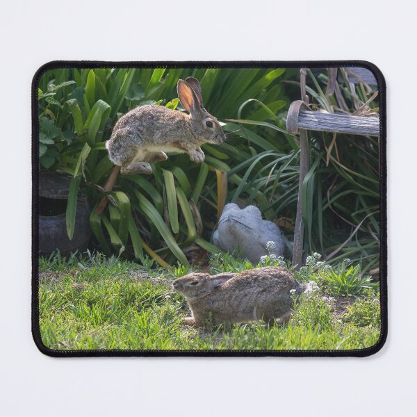 Item preview, Cottontail Rabbits Jumping and Playing designed and sold by CarolM.