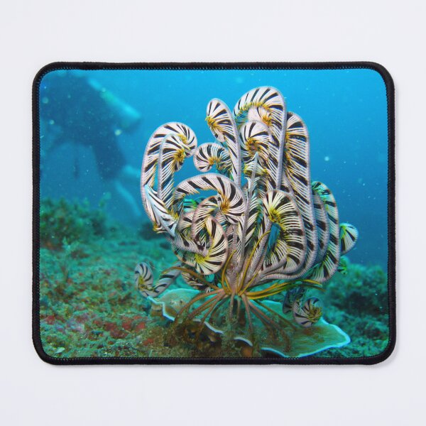 Item preview, Feather Star designed and sold by dklw2023.