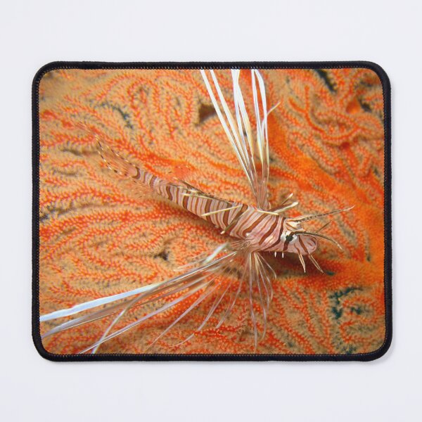 Item preview, Lionfish - Baby designed and sold by dklw2023.