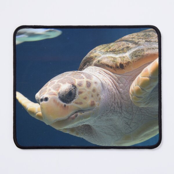 Item preview, Sea Turtle in San Diego Print designed and sold by Sparklyn Designs.