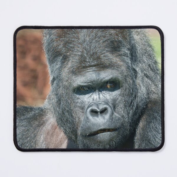 Item preview, Striking Pose from Silverback Gorilla Dishi designed and sold by rawshutterbug.