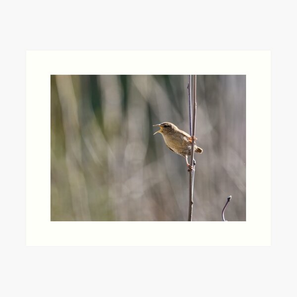 Item preview, Listen to me. Eurasian wren designed and sold by Jouko Lehto Photography.
