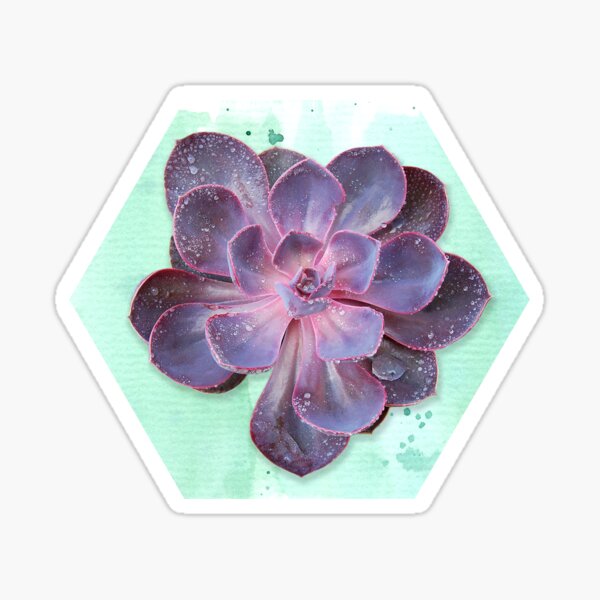 Purple Echeveria on Watercolour Background (horizontal) Sticker