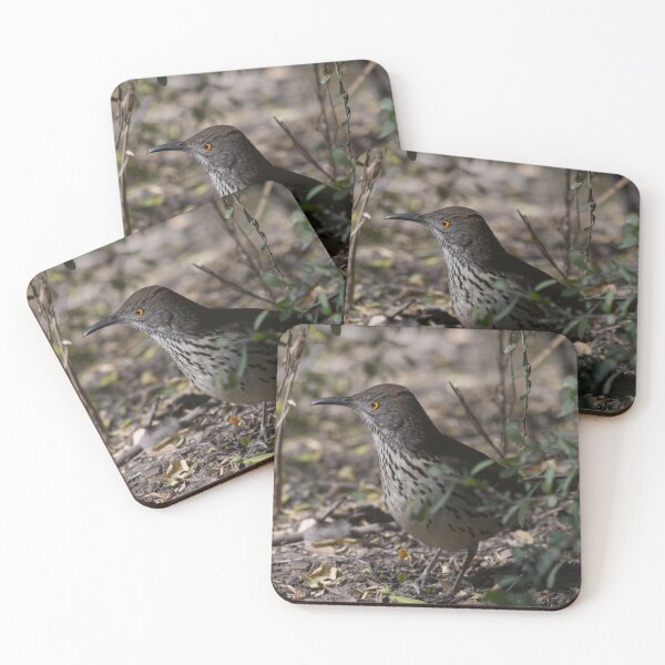 Item preview, Long-billed Thrasher designed and sold by EnglandEcology.