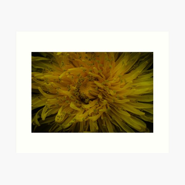 Item preview, dandelion designed and sold by Anne Schwedat.