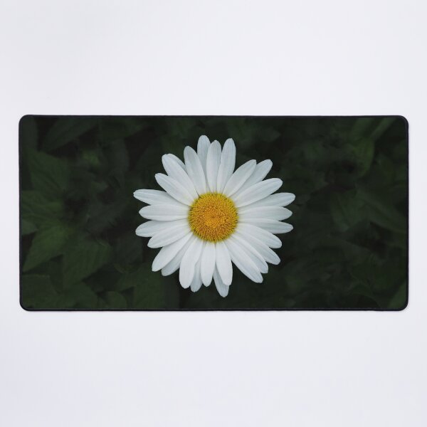 Item preview, Shasta Daisy designed and sold by shotsfromthehip.