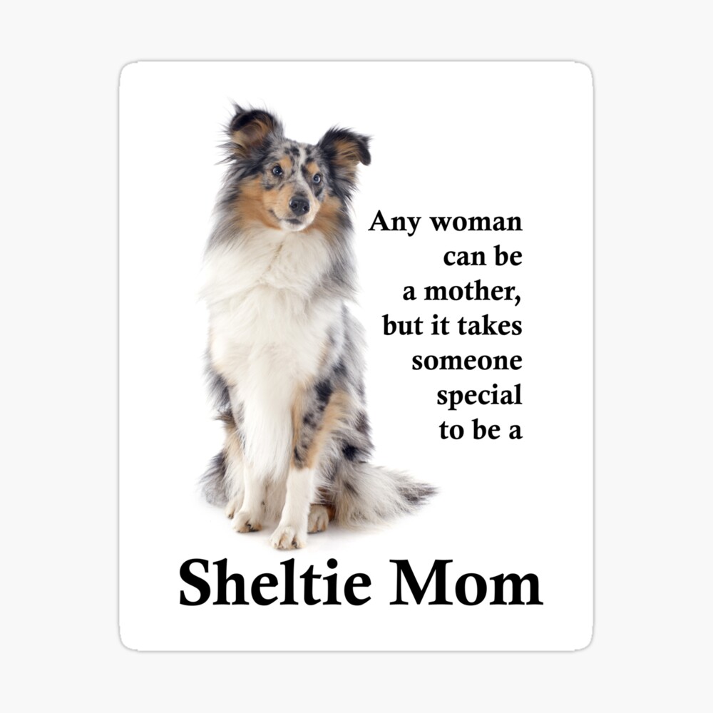merle sheltie