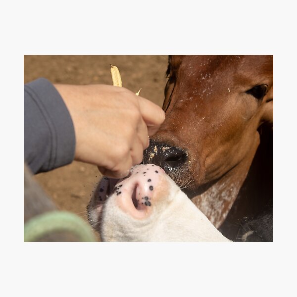 Item preview, smoothing the calf 5 designed and sold by felipequeiroz.