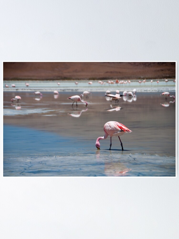 Alternate view of Flamingo Poster