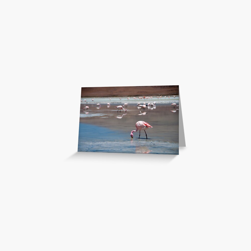 Flamingo Greeting Card
