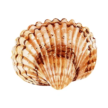 Artwork thumbnail, Sea Shell by Pinprint