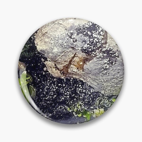 Item preview, Terrarium Plants designed and sold by Spaghetti13.