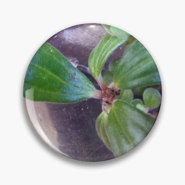 Item preview, Plant designed and sold by Spaghetti13.