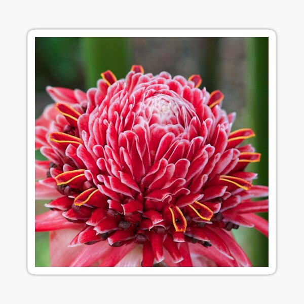 Item preview, The Flowers of May designed and sold by SBVillard.