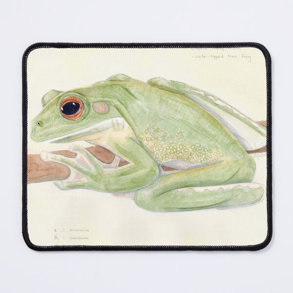 Item preview, 'litoria infrafrenata' - watercolour painting, animal art designed and sold by sarahkianaart.