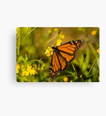 On golden wings Canvas Print