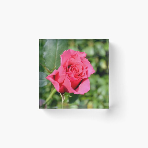 Item preview, A beautiful red hybrid tea rose designed and sold by Frank  Irwin.