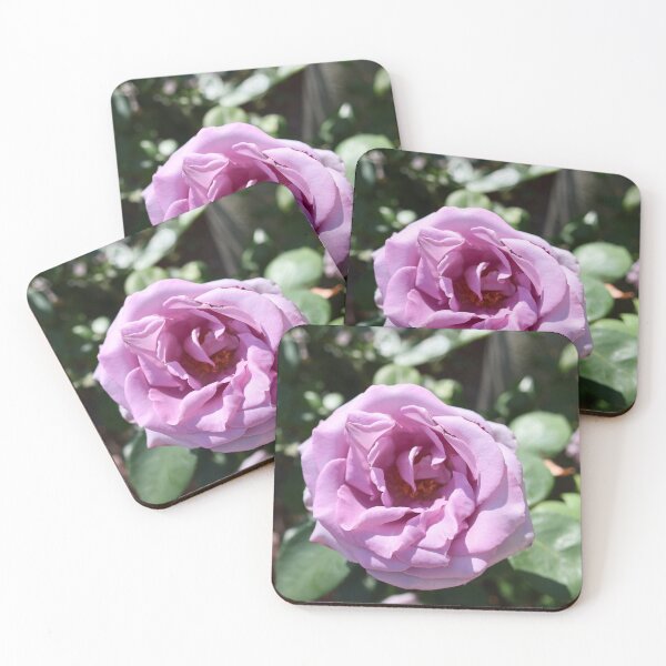 Item preview, Beautiful purple rose blooming in the garden  designed and sold by Phakade's Photos.