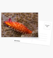Colourful cowrie Postcards