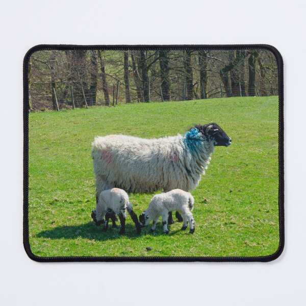 Item preview, Swaledale Sheep with Lambs designed and sold by Alisonchambers2.